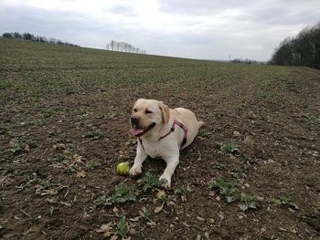 Dog on field against sky