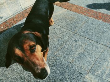 High angle view of dog relaxing on footpath