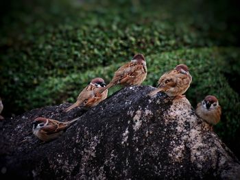 Close-up of birds perching on a field