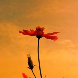 Close-up of red flowering plant against orange sky