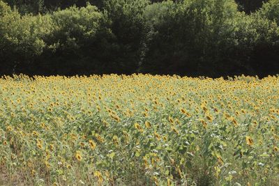 View of flowers growing in field