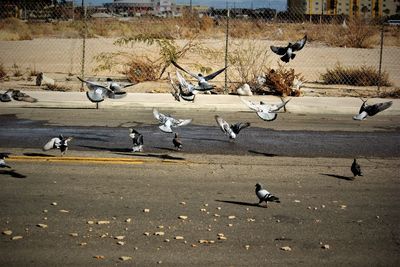 Birds perching