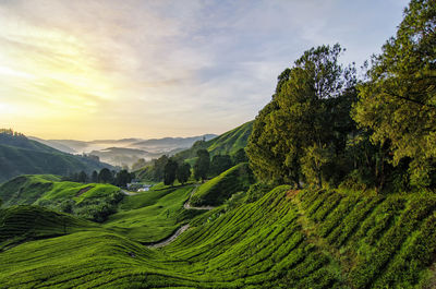 Scenic view of agricultural field against sky