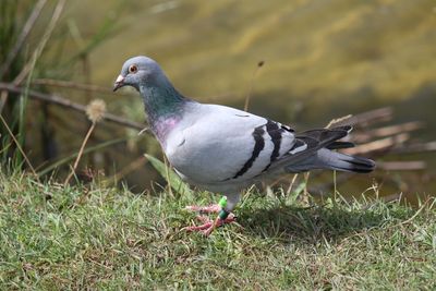 Close-up of bird perching on grass