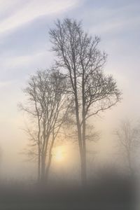 Bare trees on landscape at sunset