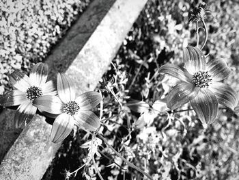 Close-up of flowers blooming outdoors