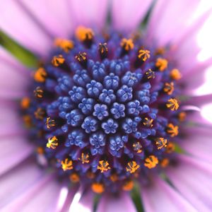 Macro shot of flower