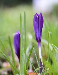 Close-up of fresh purple crocus flower in field