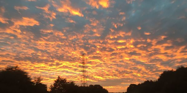 Silhouette of trees at sunset