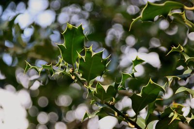 Close-up of fresh green plant