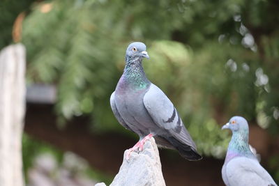 Close-up of pigeons perching