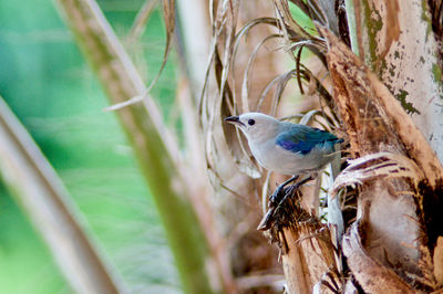 Close-up of bird perching on tree trunk