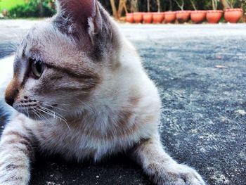 Close-up of cat sitting outdoors