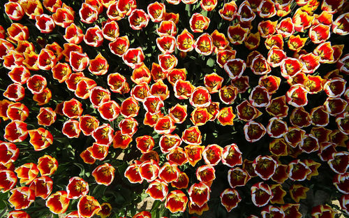 Full frame shot of red flowering plants