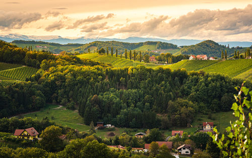 Styrian tuscany vineyard in autumn near eckberg, gamliz, styria, austria.