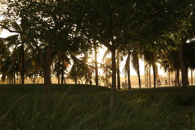 Trees on landscape against sky
