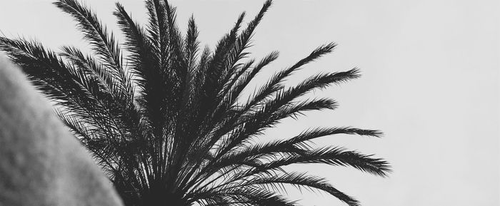 Close-up of silhouette palm tree against sky