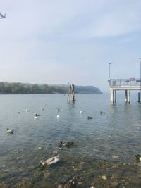 Birds swimming in lake against sky