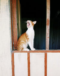 Close-up of cat sitting