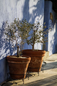 Potted plant on table against trees