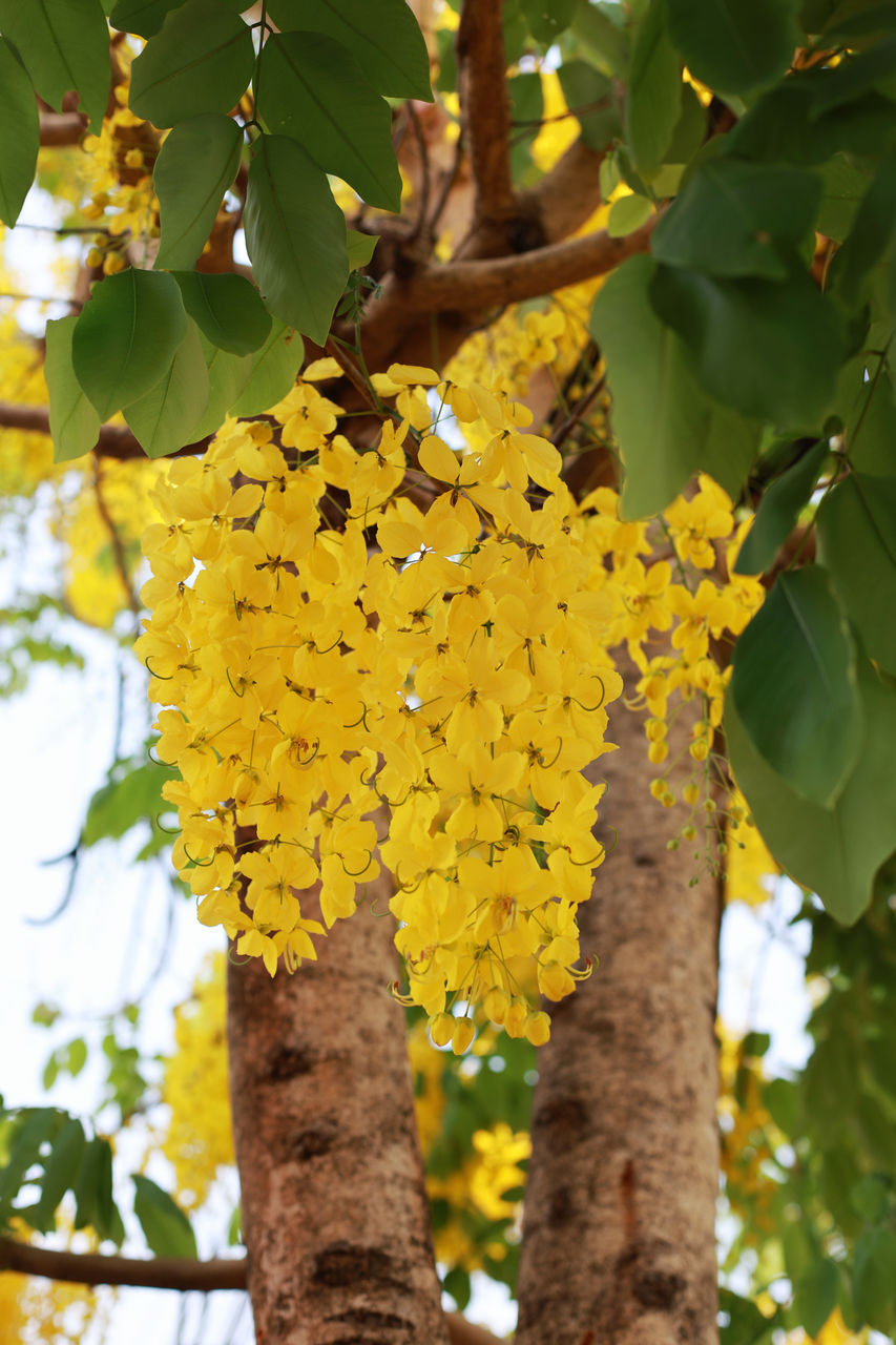 plant, tree, yellow, growth, leaf, plant part, nature, food, produce, fruit, beauty in nature, flower, no people, food and drink, branch, healthy eating, freshness, day, outdoors, close-up, low angle view, hanging, flowering plant, agriculture, focus on foreground, shrub, green, ripe, tree trunk