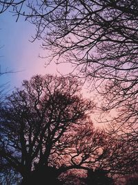 Low angle view of bare trees against sky