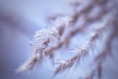 Close-up of frozen plant