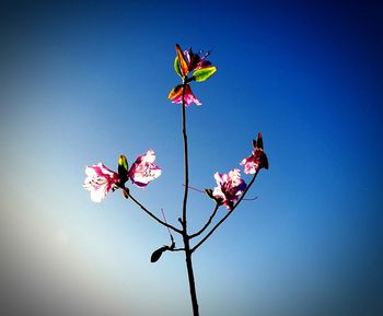 Low angle view of flowers against blue sky