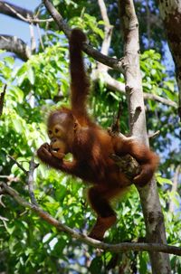 Monkey on tree in forest