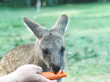 Beautiful baby kangaroo is eating a carrot on human hand 