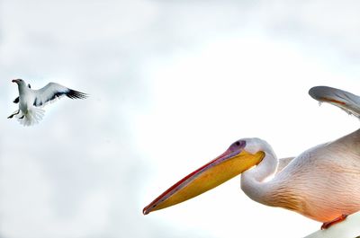 Pelicans flying in the sky