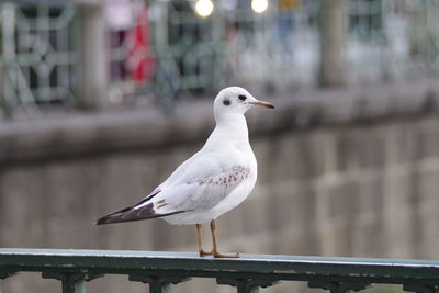 Close-up of seagull perching on railing