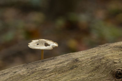 Close-up of mushroom growing on tree trunk