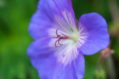 Close-up of purple flower blooming outdoors