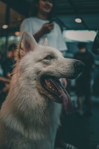 Close-up of a dog looking away