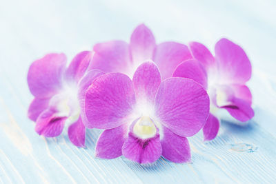 Close-up of pink flowering plant on table