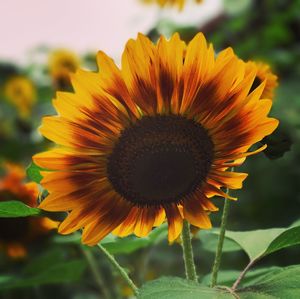 Close-up of fresh sunflower blooming outdoors