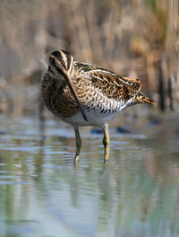 Duck drinking water