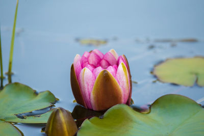 A beautiful light pink water lilies growing in a natural pond. colorful summer scenery.