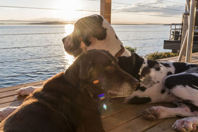 Close-up of dogs resting in ship by sea in sunny day