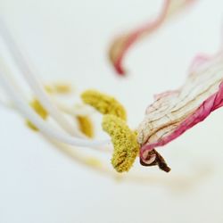 Close-up of insect on hand