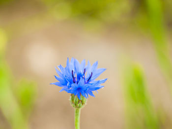 Close-up of blue flower blooming outdoors