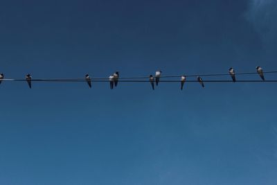 Low angle view of birds perching on cable