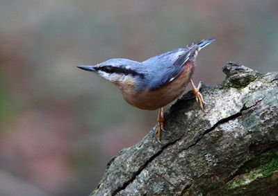 Close-up of bird perching on tree trunk