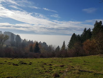 Trees on field against sky