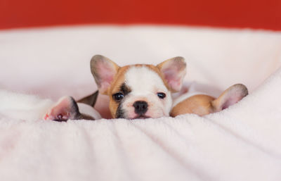 Portrait of puppy resting on bed