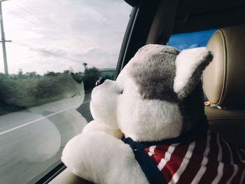 View of cat sitting in car