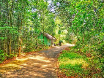 Footpath amidst trees in forest