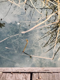 High angle view of twig on lake