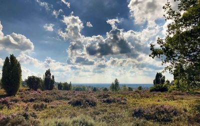 Panoramic shot of trees on field against sky